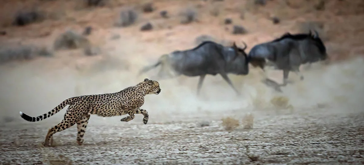 Leopard jagt Büffel im Kgalagadi Transfrontier Nationalpark.