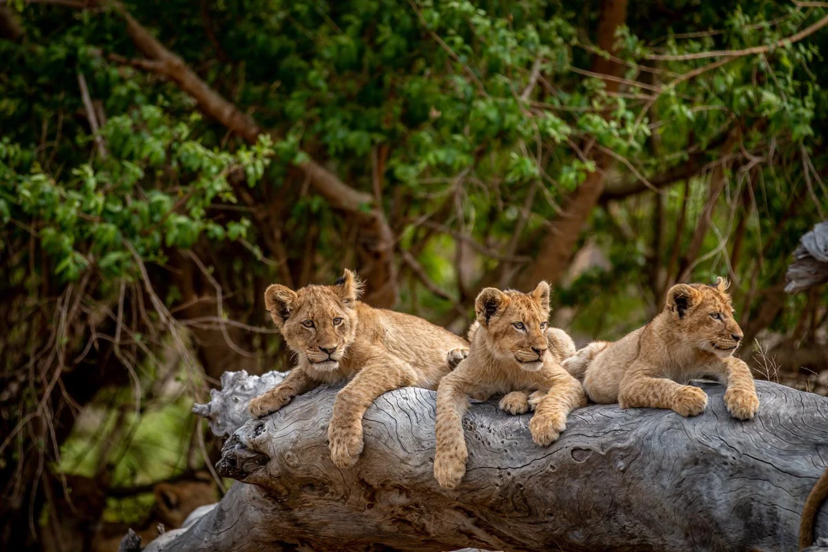 Löwen im Kgalagadi Transfrontier Nationalpark.