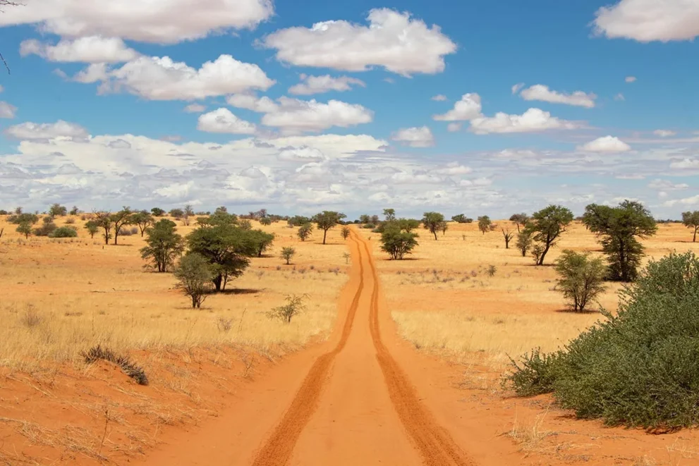 Reifenspuren im roten Sand im Kgalagadi Transfrontier Nationalpark.