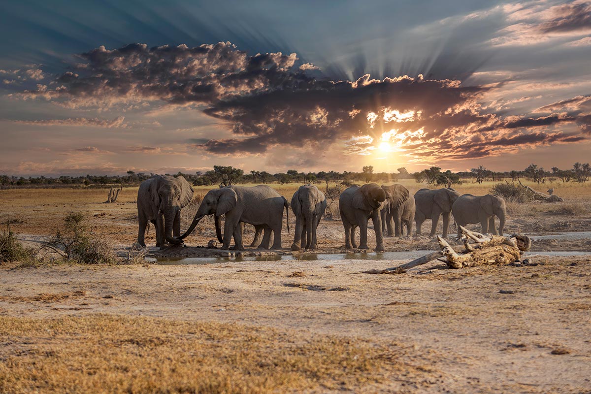 Elefantenherde am Wasserloch während dem Sonnenuntergang im Khutse Game Reserve.