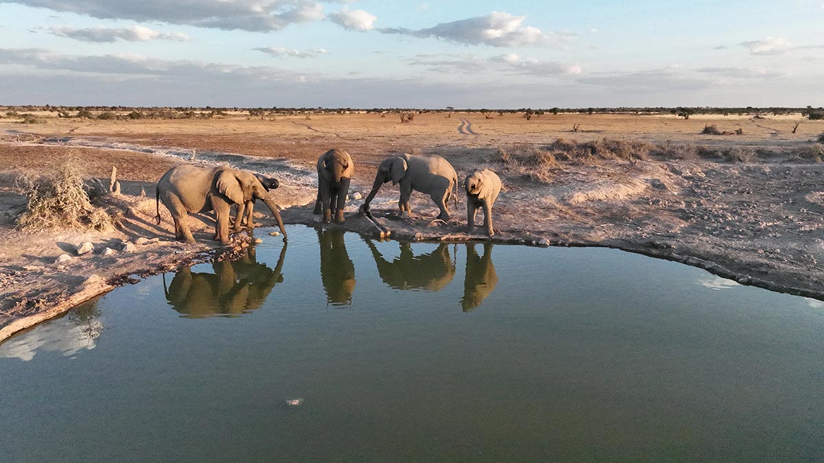 Elefanten am Wasserloch im Khutse Game Reserve.