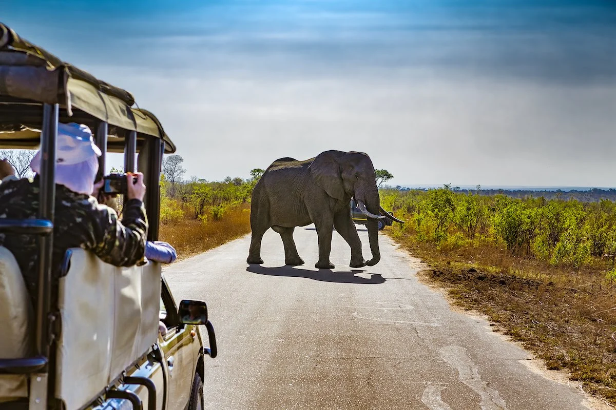 Safari im Kruger Nationalpark.
