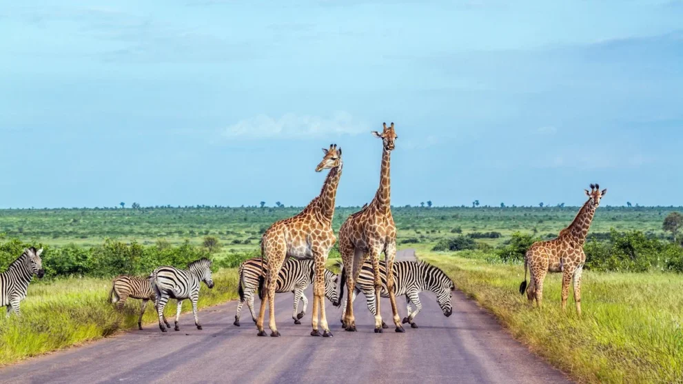 Giraffen und Zebras überqueren eine Straße im Kruger Nationalpark.