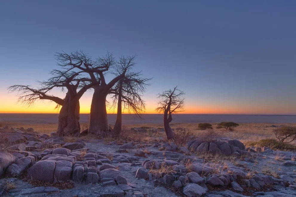 Dämmerung bei den Baines Baobab Bäumen im Makgadikgadi Pans Nationalpark.