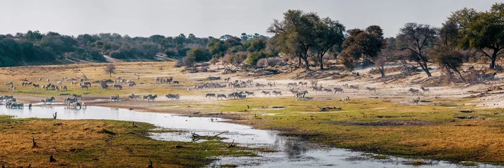 Flusslandschaft mit Wildtieren im Makgadikgadi Pans Nationalpark.