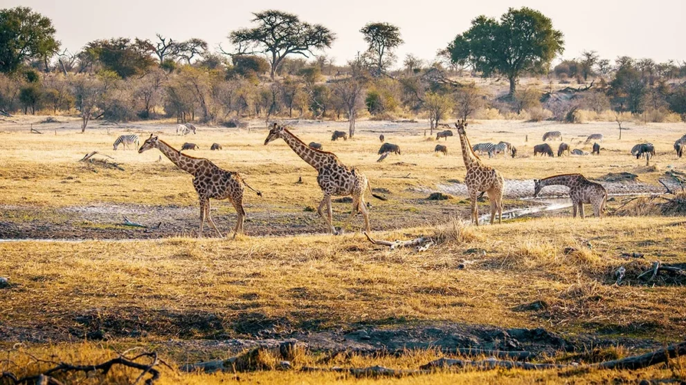 Giraffen im Makgadikgadi Pans Nationalpark.