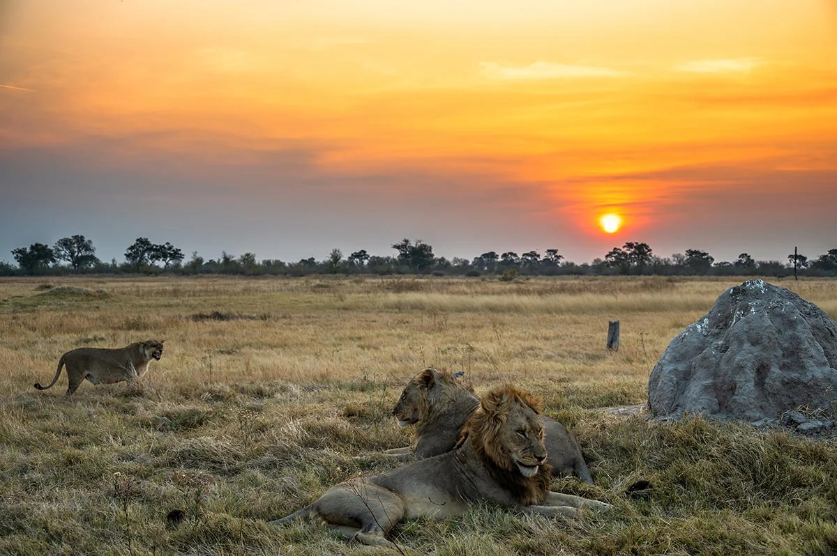 Löwen im Sonnenuntergang im Moremi Game Reserve.
