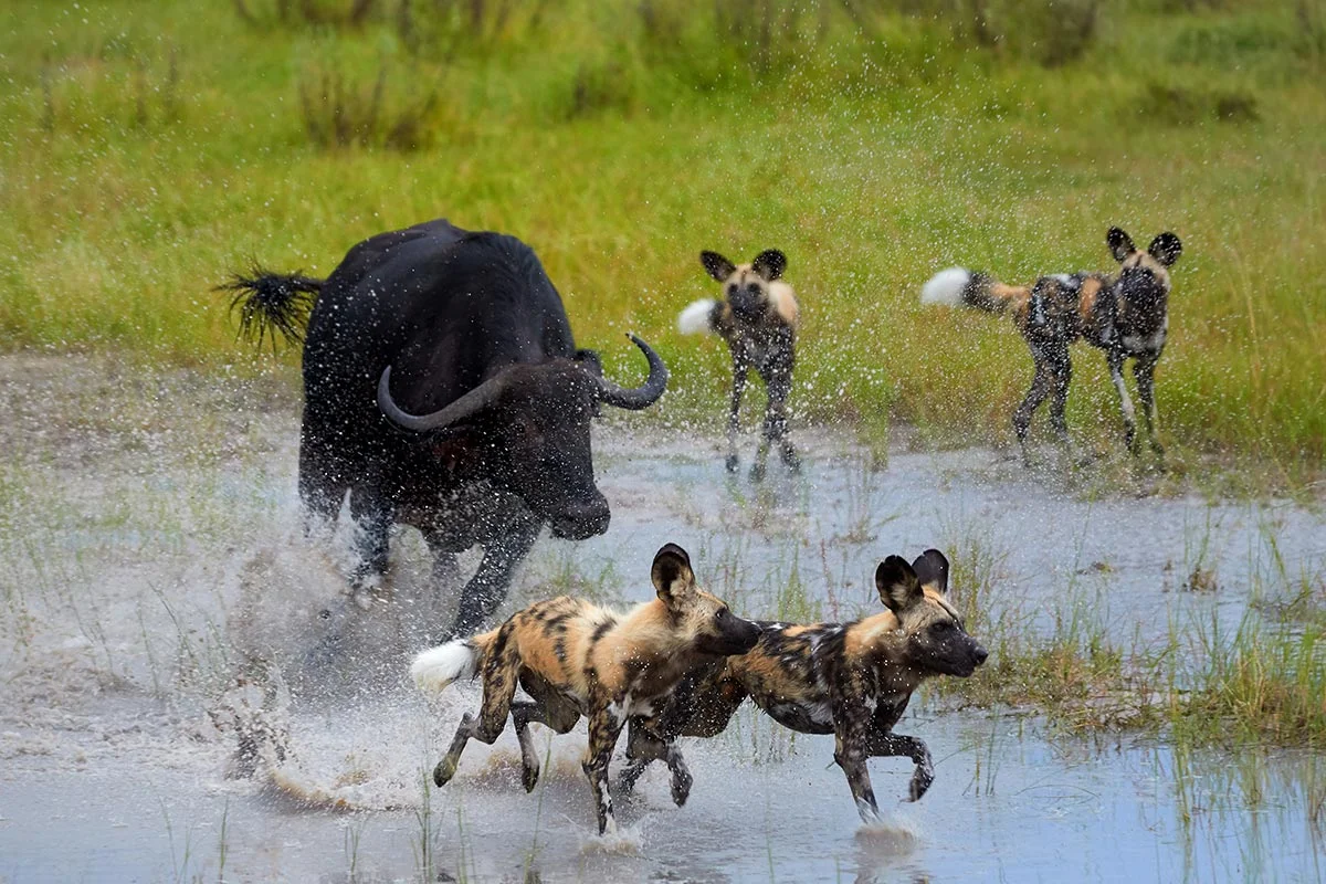 Büffel jagt Wildhunde im Moremi Game Reserve.