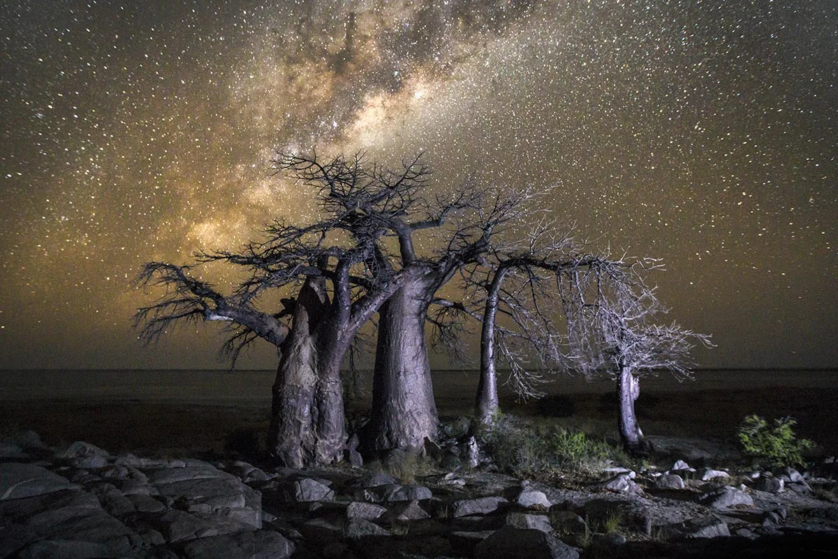 Baine's Baobas unter Sternenhimel im Nxai-Pan Nationalpark.