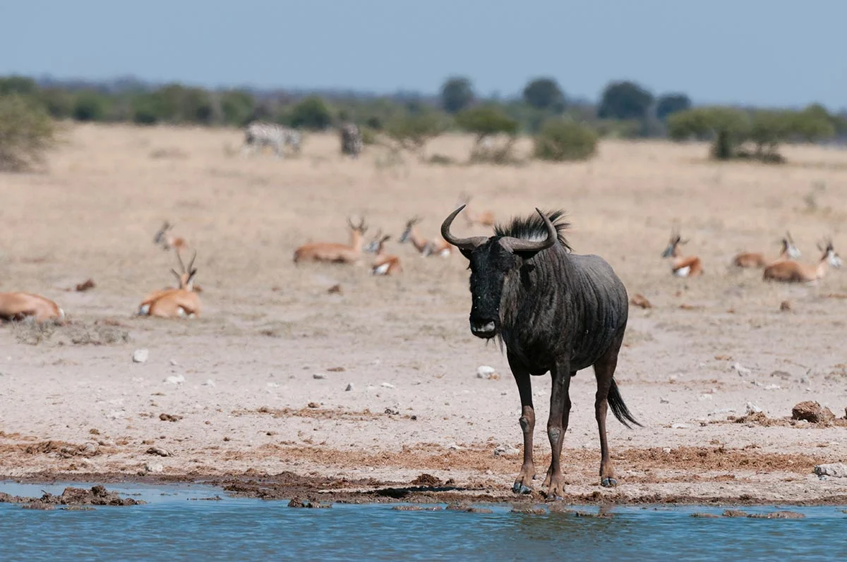Büffel am Wasserloch im Nxai-Pan Nationalpark.