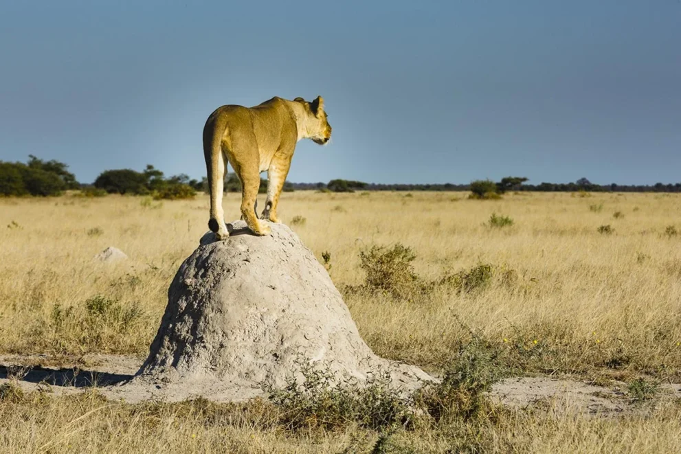 Löwe auf Fels im Nxai-Pan Nationalpark.