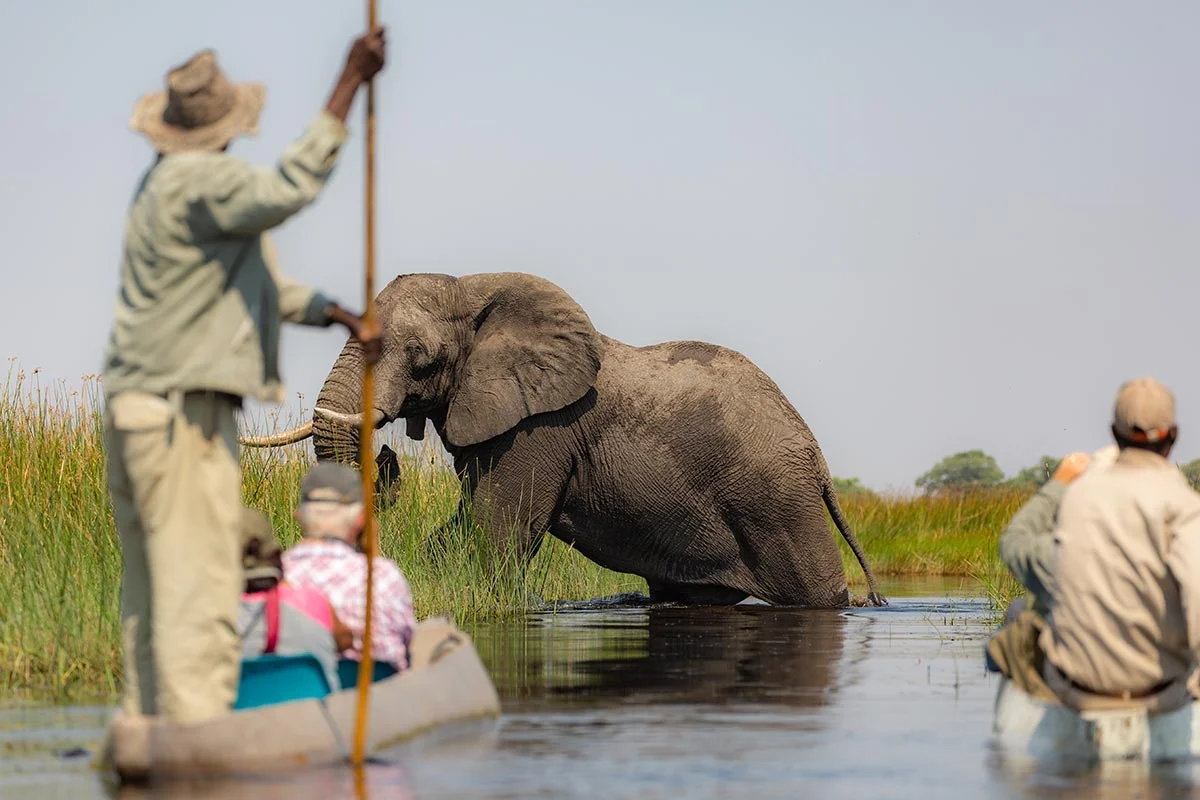 Touristen im Boot und Elefanten am Fluss im Okavango Delta.