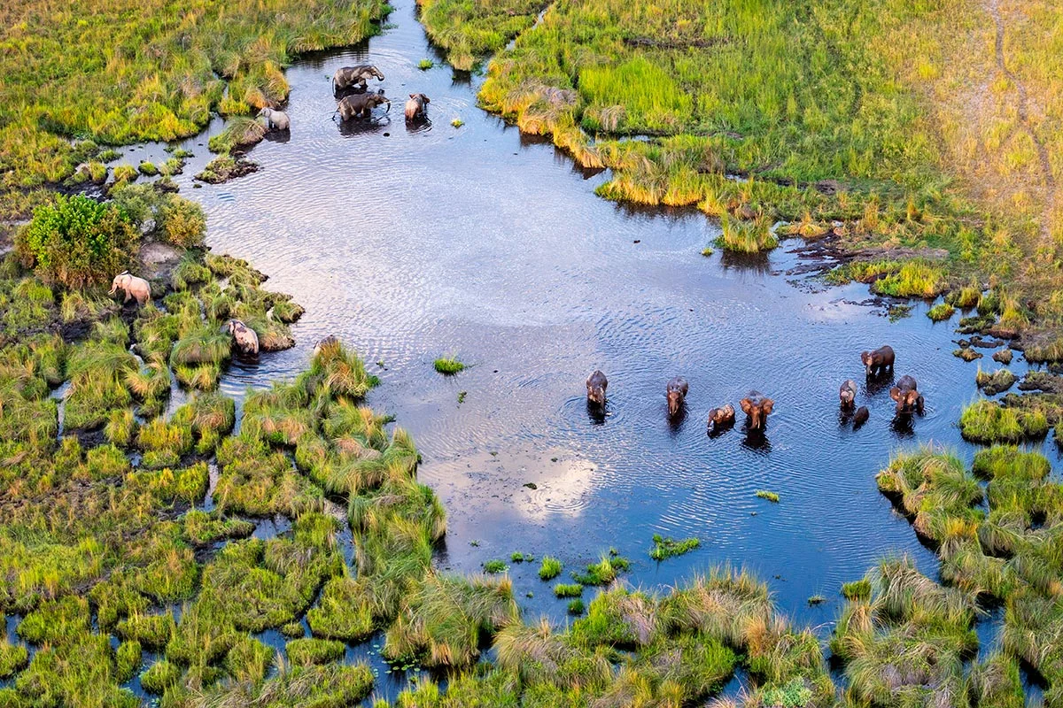 Lagune mit Wildtieren im Okavango Delta.