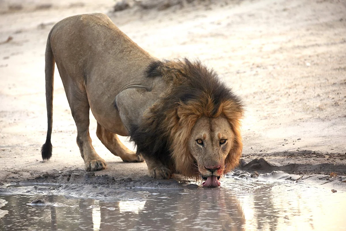 Trinkender Löwe im Okavango Delta.