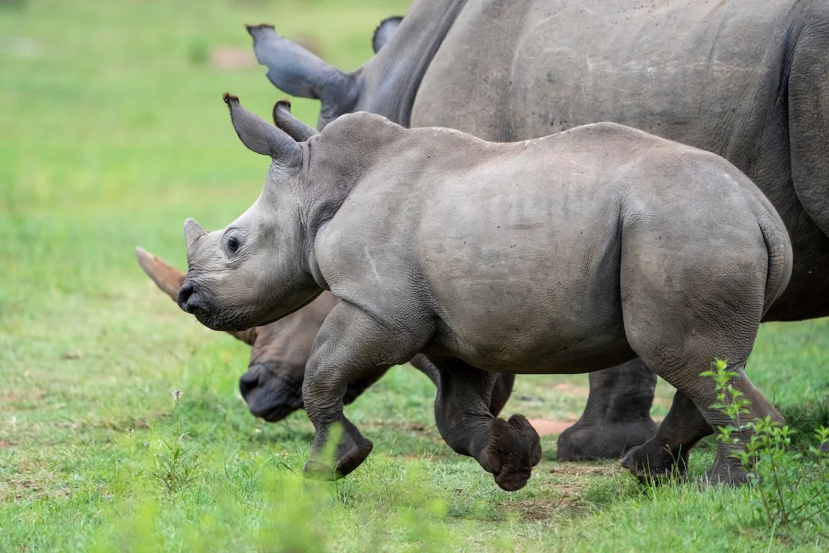 Junges Nashorn mit Mutter im Pilanesberg Nationalpark.