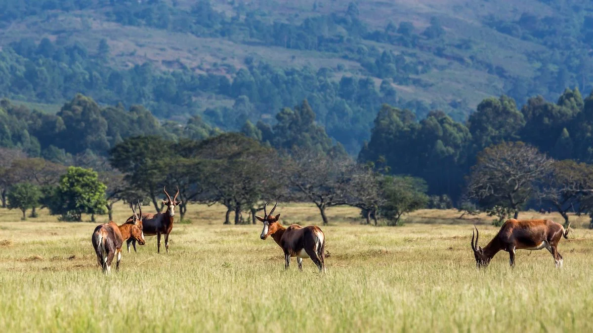 Antilopen in Swasiland im Mlilwane Wildlife Sanctuary