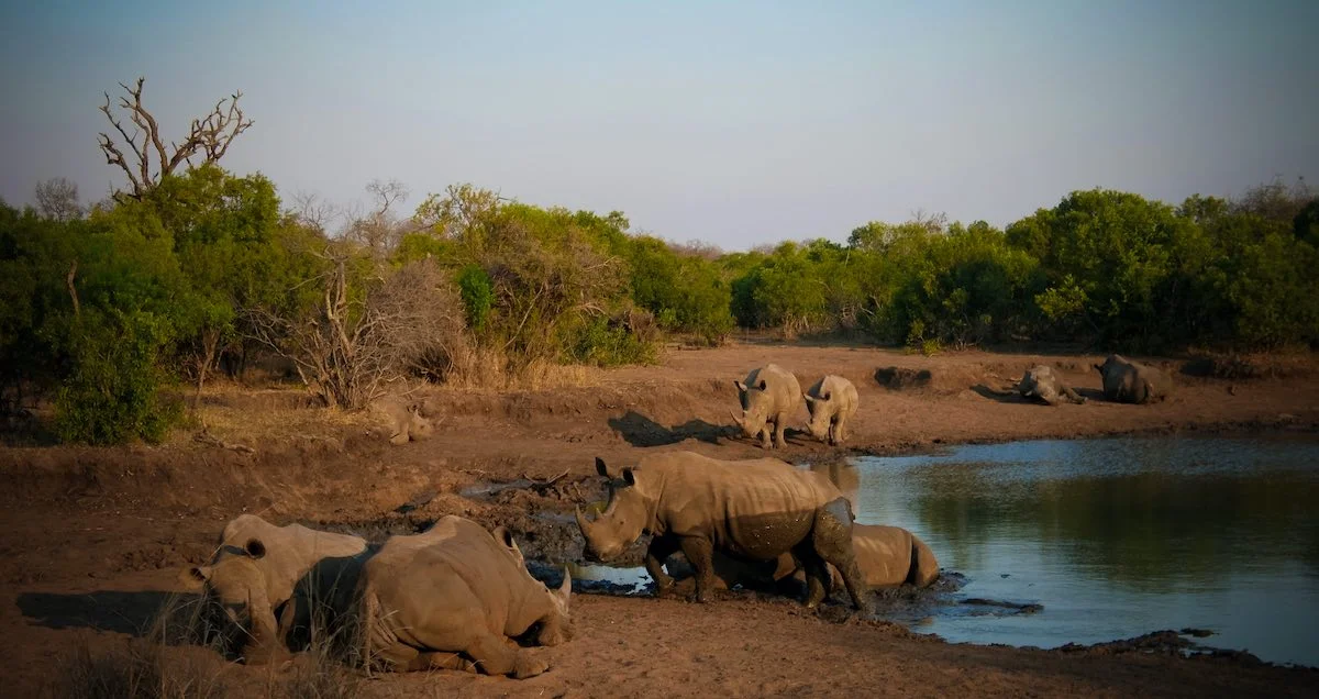 Nashörner im Mkhaya Game Reserve in Swasiland.