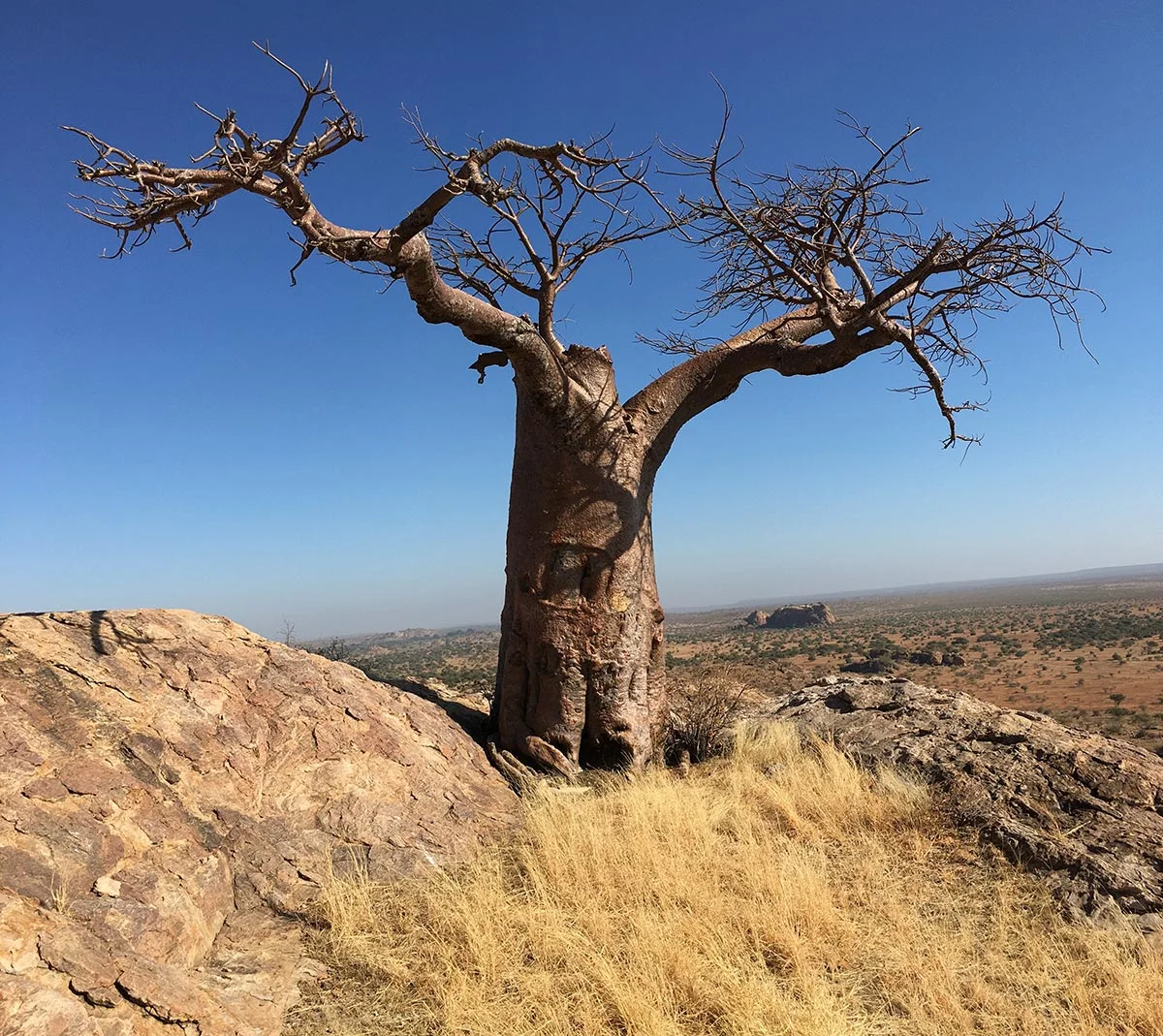 Baobab Baum im Tuli Block.