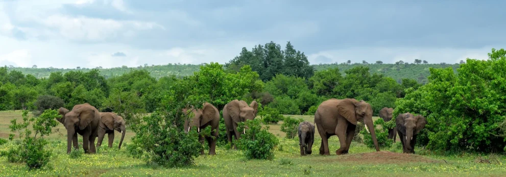 Elefantenherde im Tuli Block in Botswana.