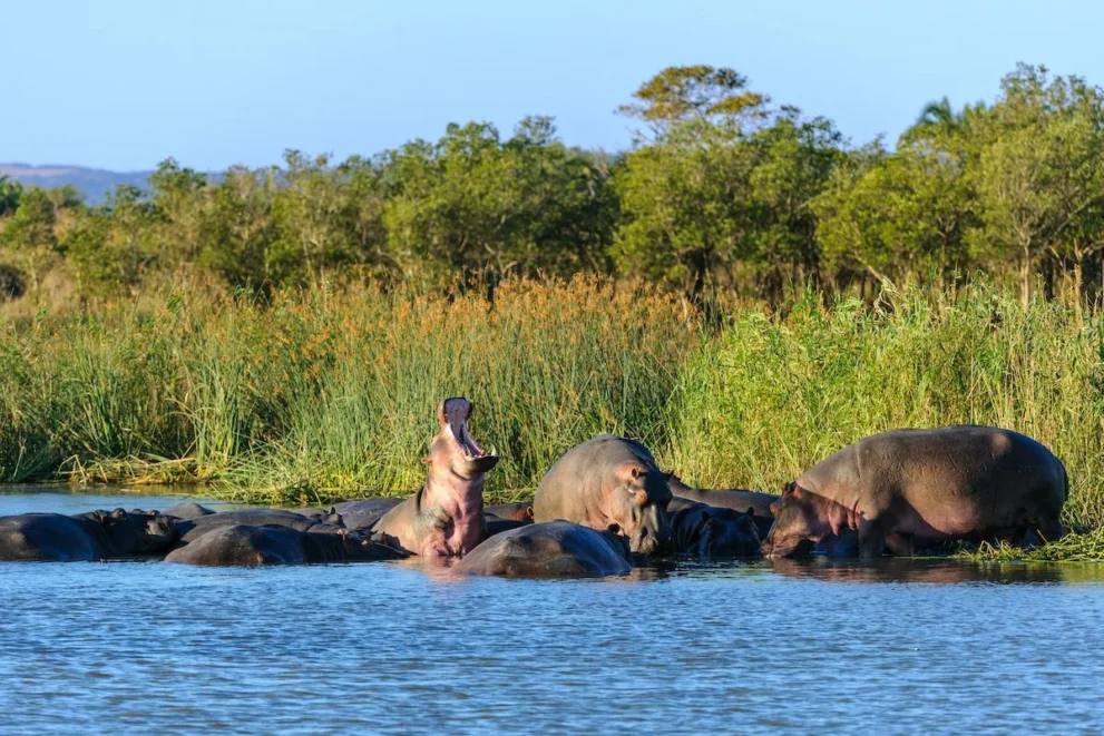 Nilpferde im iSimangaliso Wetland Park.
