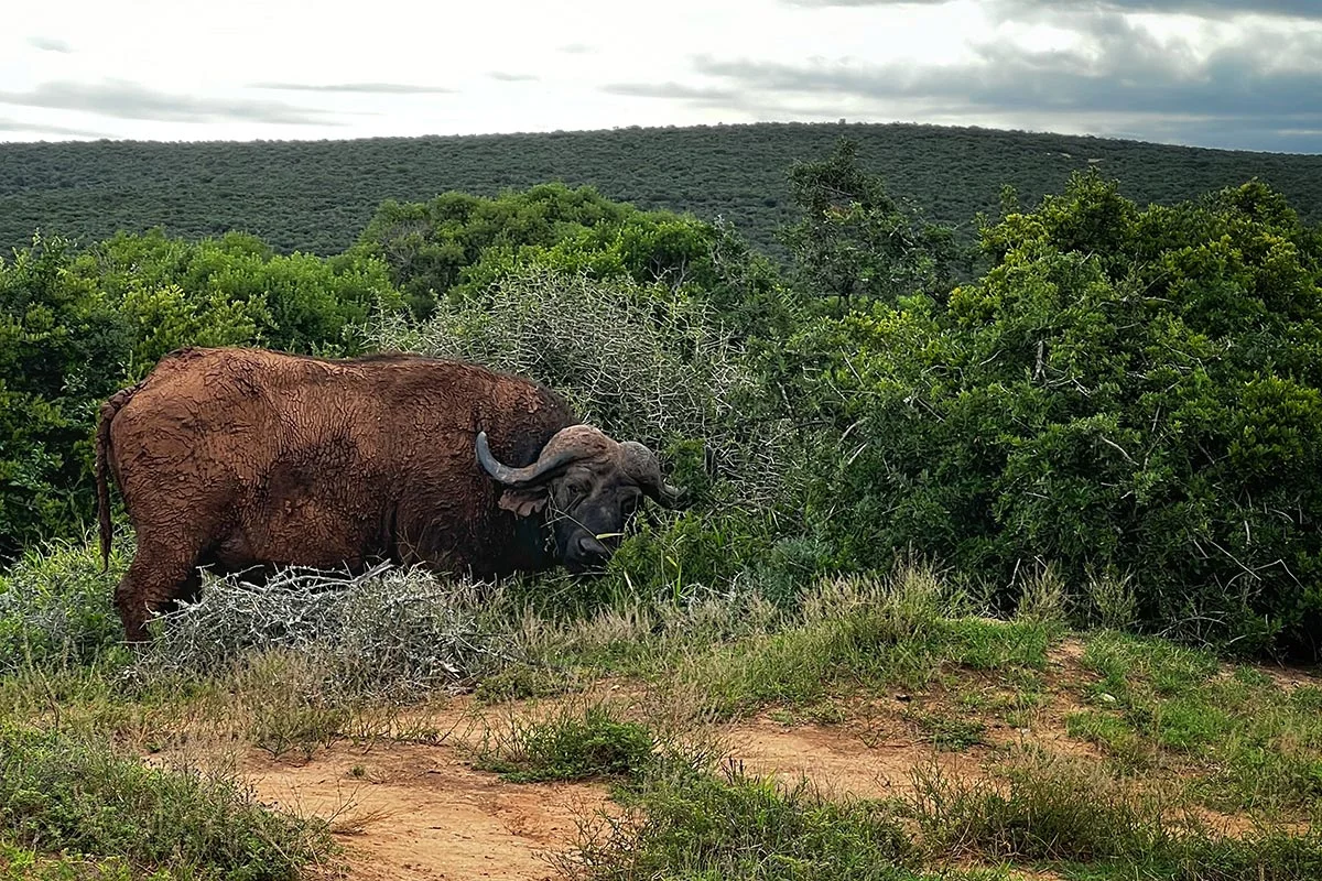 Büffel im Addo Elephant Nationalpark.