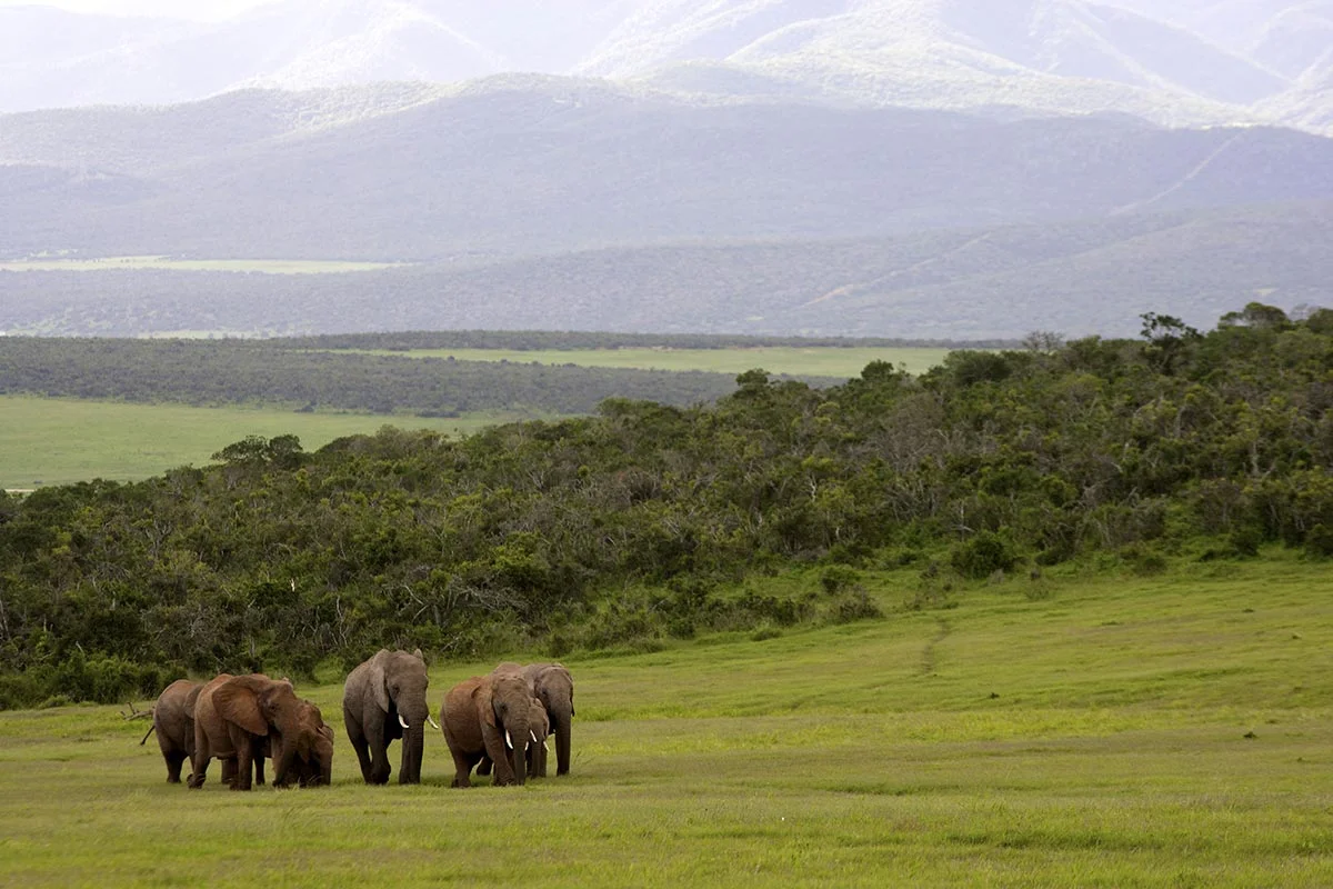 Elefanten im Buschland im Addo Elephant Nationalpark.