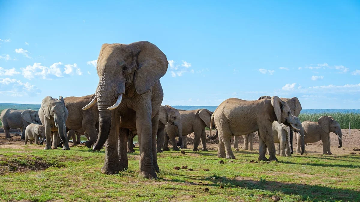 Elefantenherde im Addo Elephant Nationalpark.