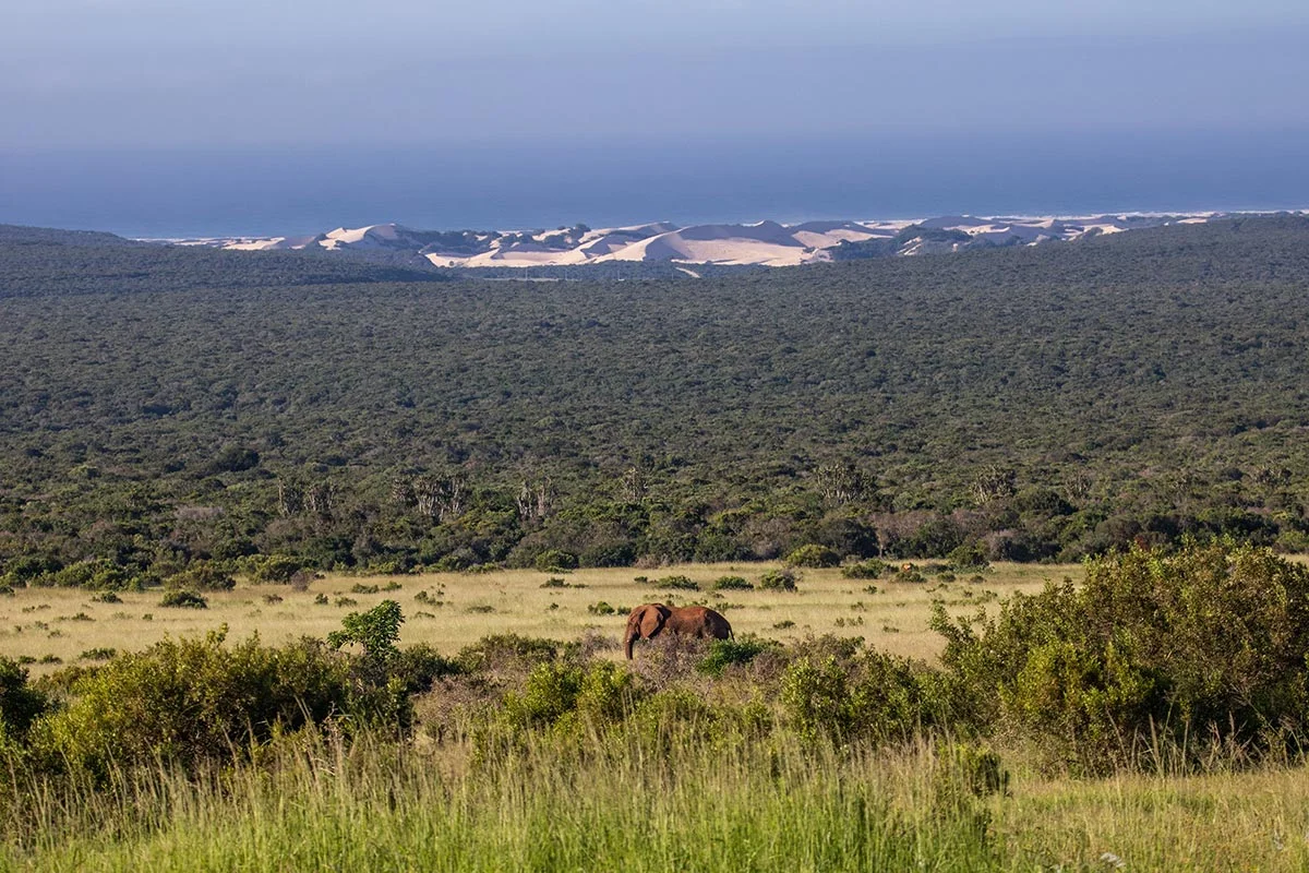 Waldlandschaft im im Addo Elephant Nationalpark.