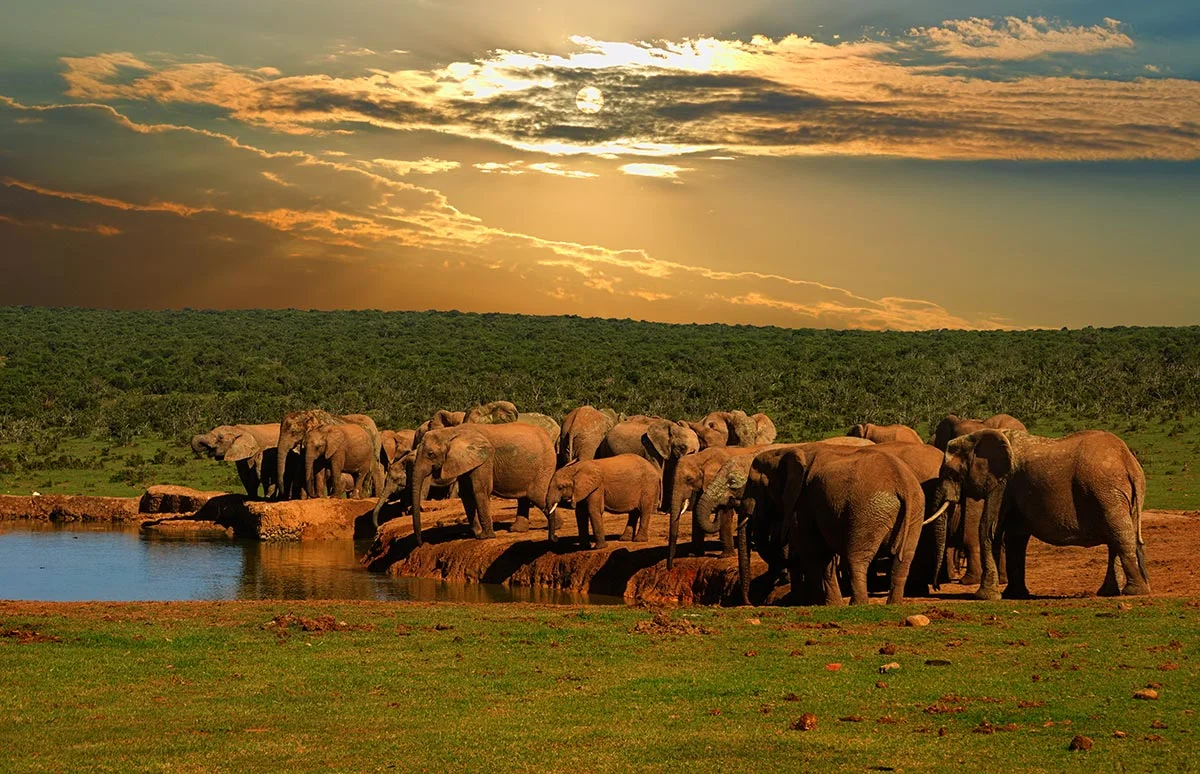 Sonnenuntergang am Wasserloch im Addo Elephant Nationalpark.