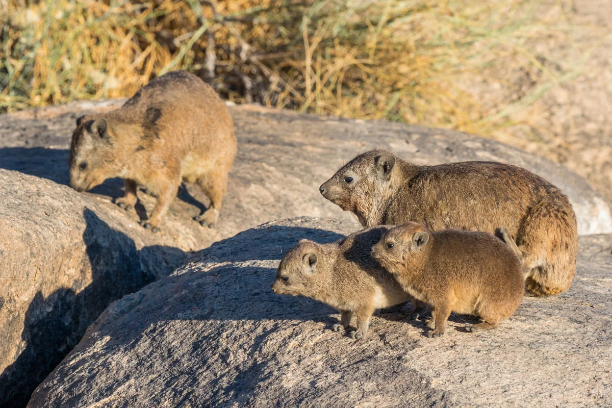 Dassies im Augrabies Falls Nationalpark.