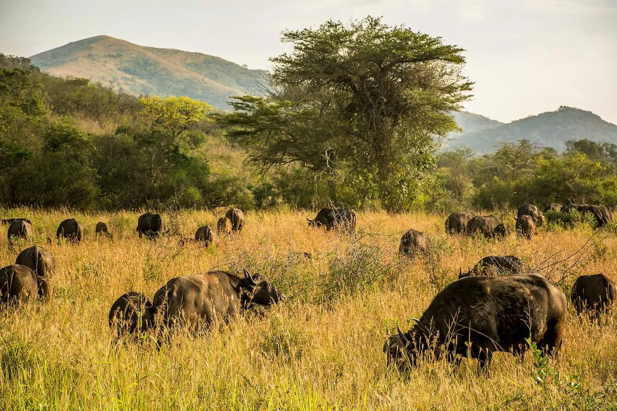 Büffel in der Savanne im Hluhluwe iMfolozi Nationalpark.