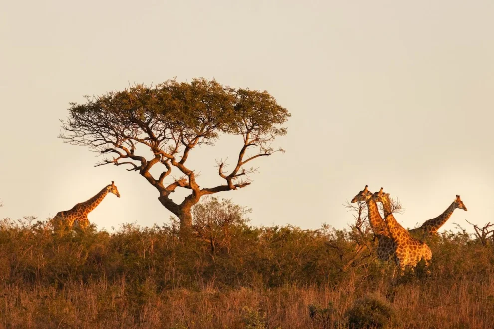 Giraffen im Sonnenuntergang im Hluhluwe iMfolozi Nationalpark.