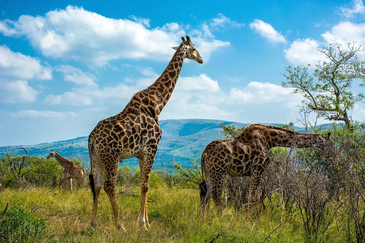 Giraffen im Hluhluwe iMfolozi Nationalpark.