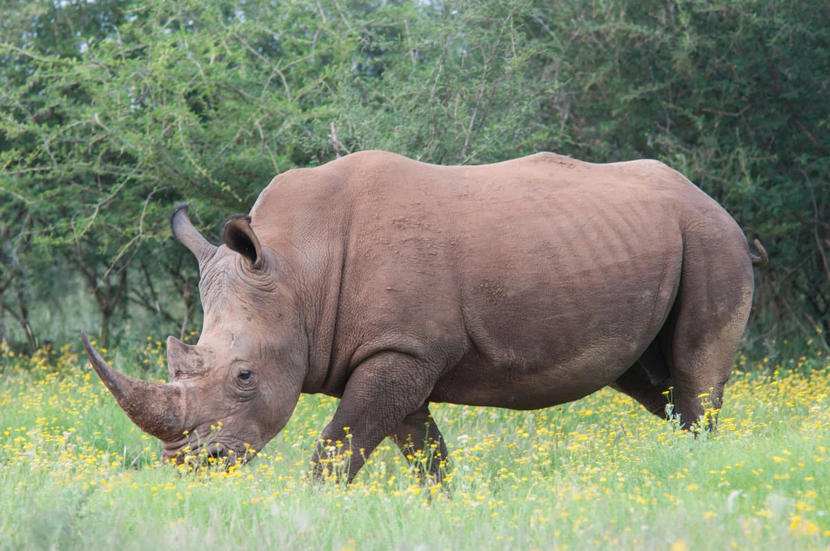 Nashorn im Madikwe Game Reserve.