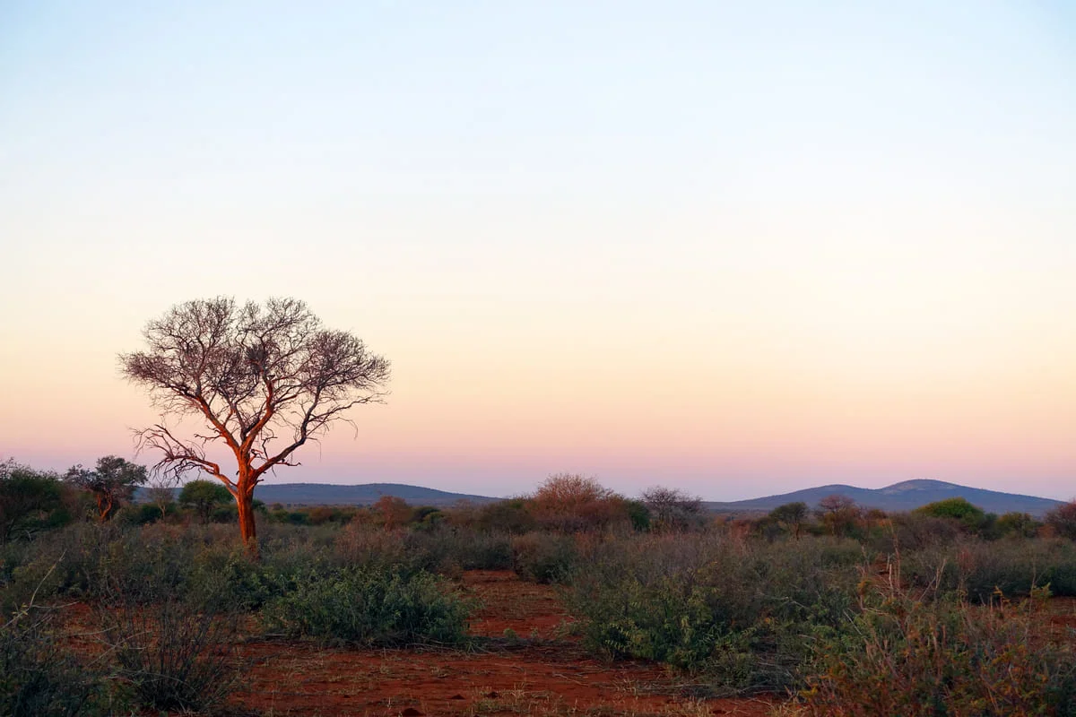 Wüstenbaum in der Savanne im Madikwe Game Reserve.