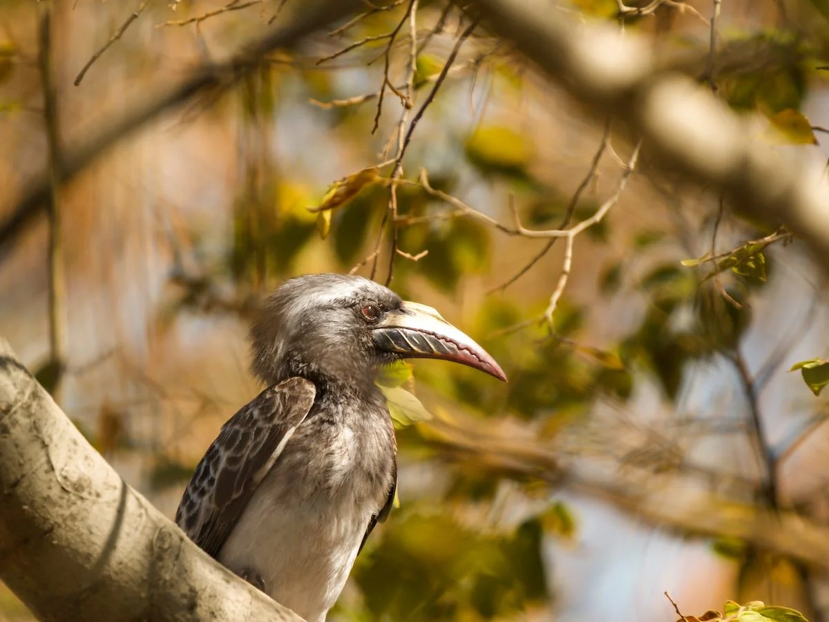 Vogel im Madikwe Game Reserve.