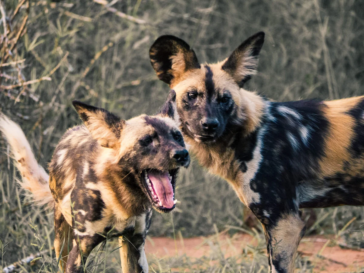 Wildhunde im Madikwe Game Reserve.