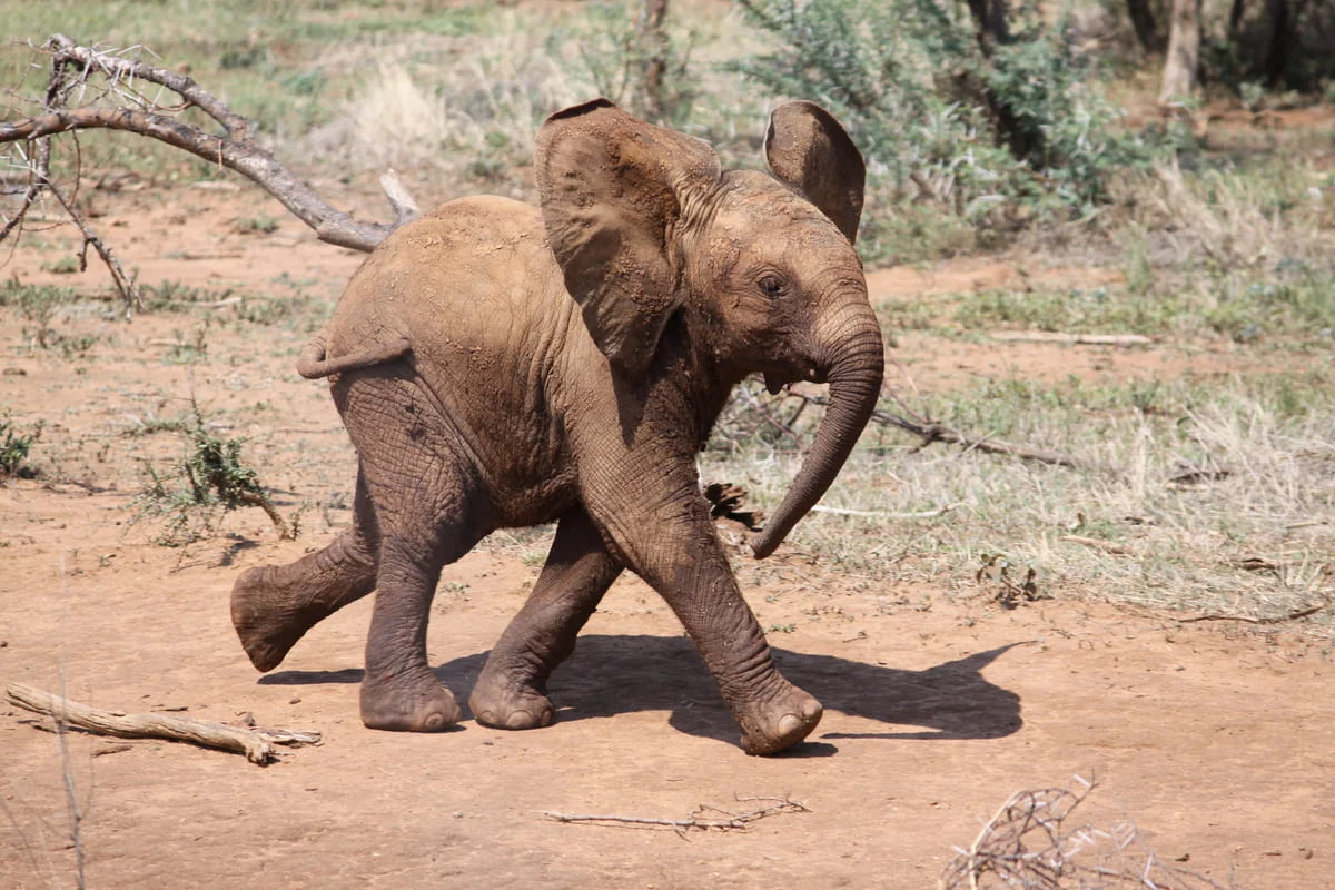 Kleiner Elefant im Madikwe Game Reserve.