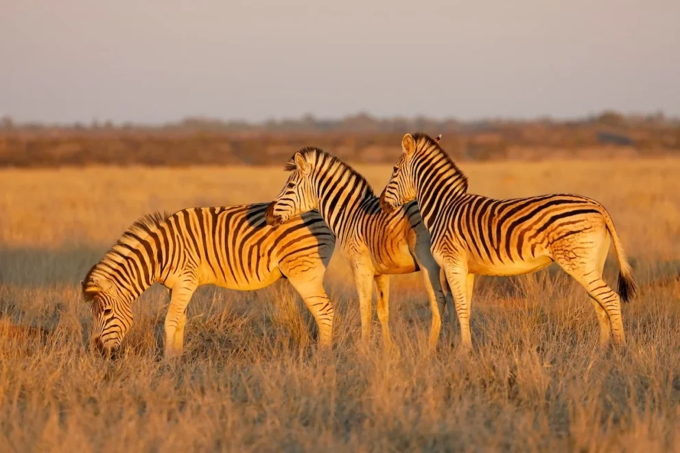 Zebras im Mokala Nationalpark.