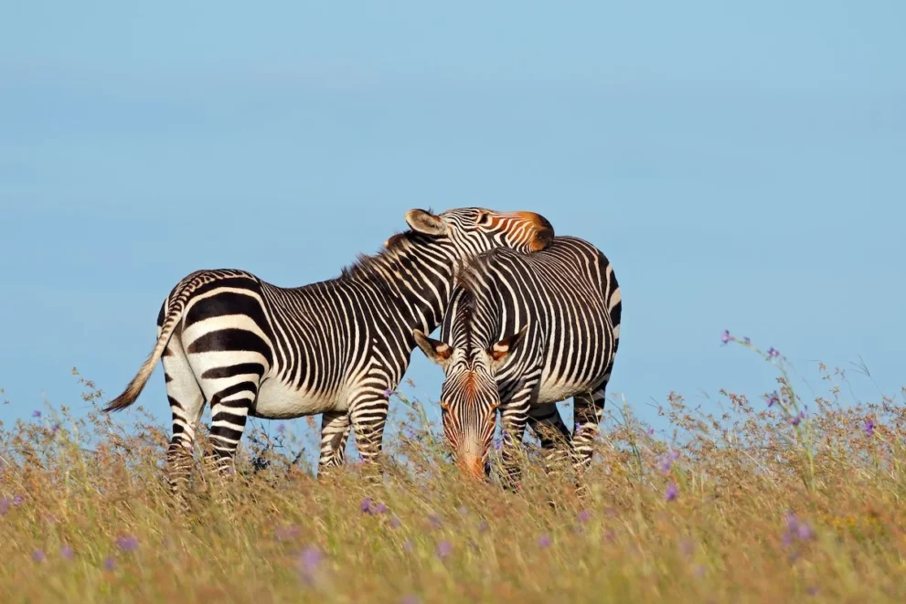 Zwei Zebras im Mountain Zebra Nationalpark.