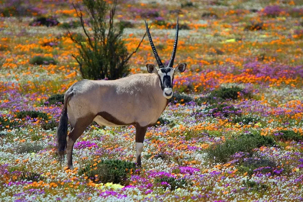 Oryx im Namaqua Nationalpark.