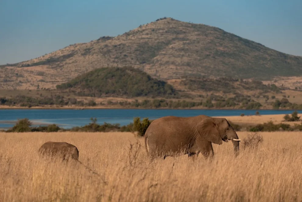 Elefanten vor einem Berg im Pilanesberg Nationalpark.