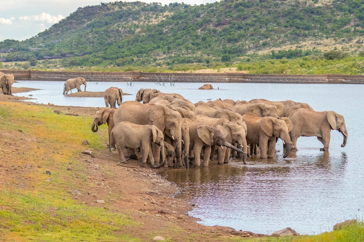 Elefantenherde an einem Wasserloch im Pilanesberg Nationalpark.