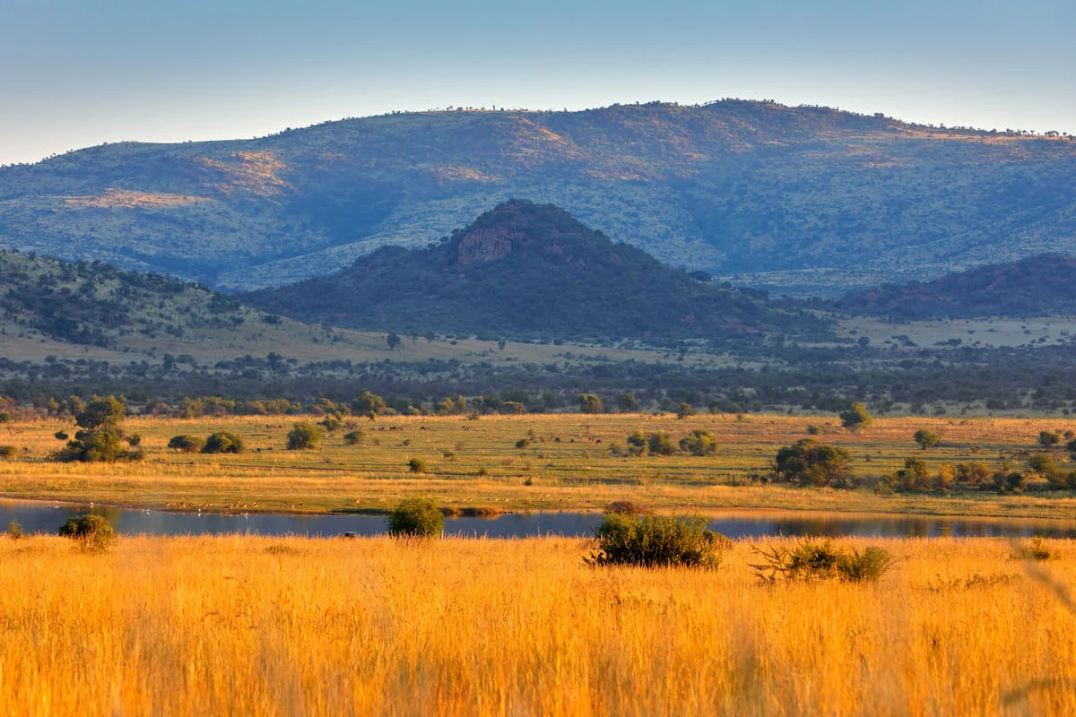 Graslandschaft mit Bergen im HIntergund im Pilanesberg Nationalpark.