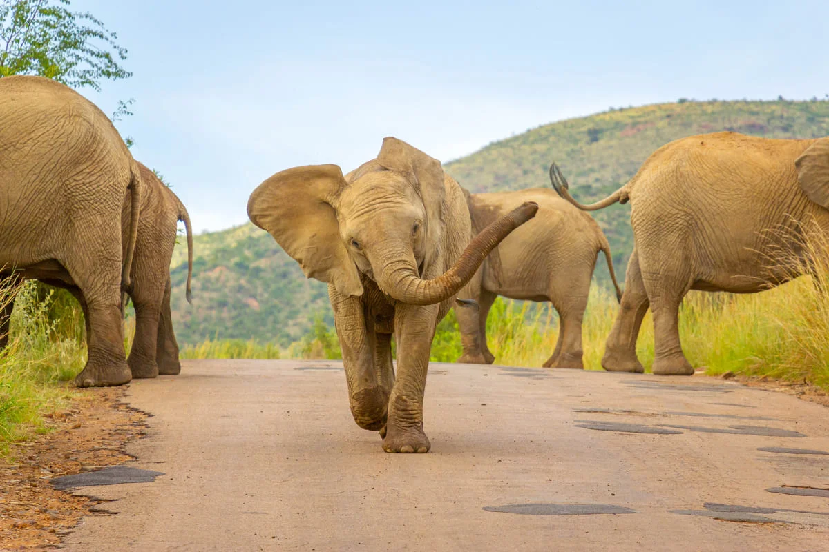 Junger Elefant im Pilanesberg Nationalpark.