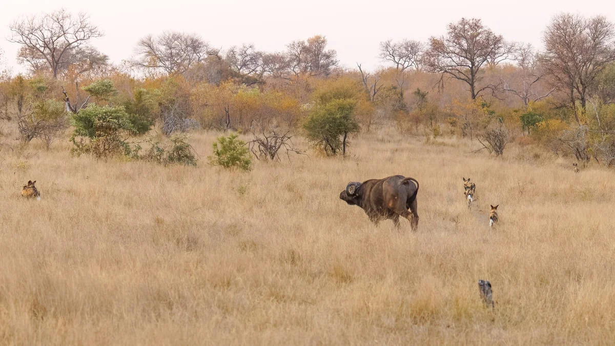 Büffel in der Savanne im Sabi Sand Game Reserve.