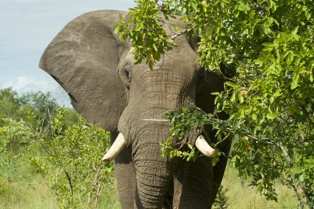 Elefant hinter Baum im Sabi Sand Game Reserve.