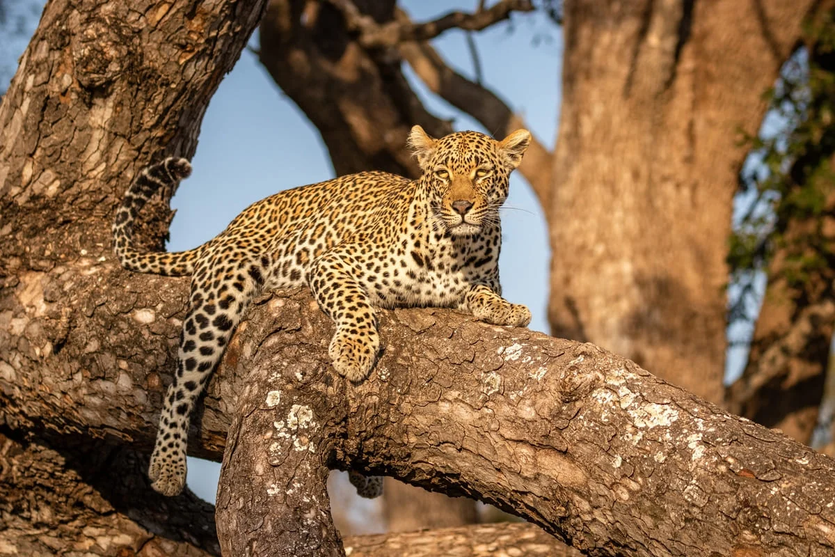 Leopard im Sabi Sand Game Reserve.