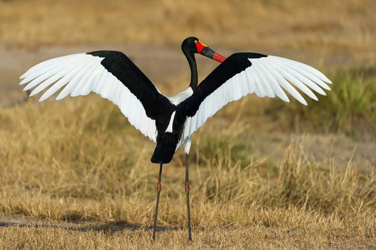 Vogel im Sabi Sand Game Reserve.