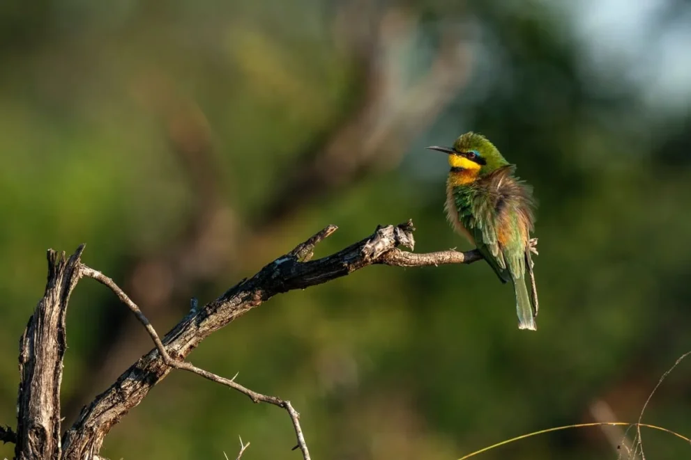 Bunter Vogel im im Sabi Sand Game Reserve.